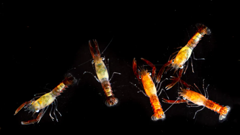 Rare Orange Baby Lobsters Released by UNE Students Who Raised Them