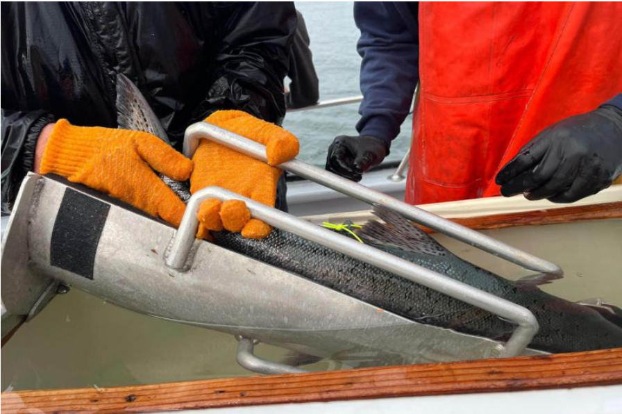 Anglers Catch Salmon for Science as Tracking Reveals Risks Facing Adult Fall Chinook