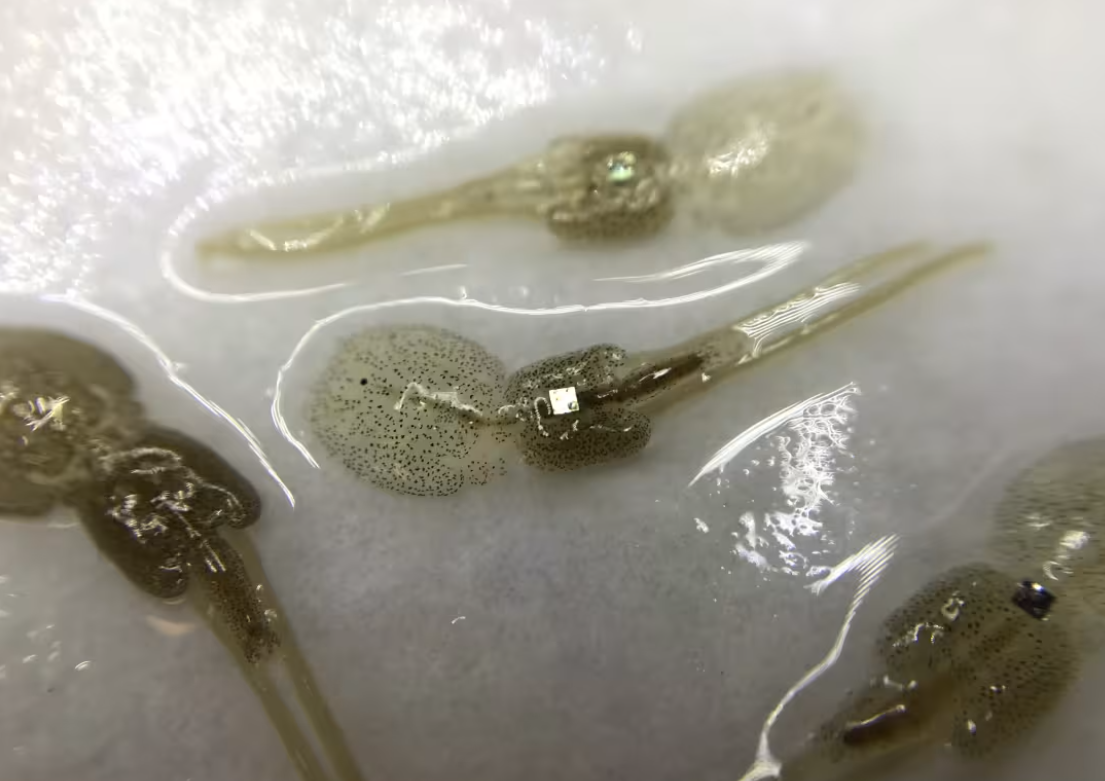 Study Finds Salmon Lice Struggle in High-Density Fish Farm Environments