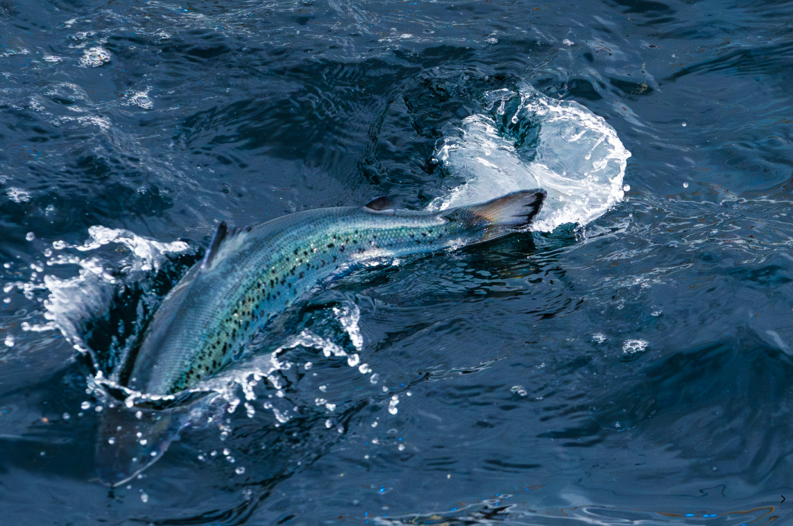 Andfjord Salmon Completes First Post-Smolt Sale, Launches Strategic Partnership
