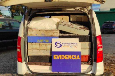 Sernapesca Seizes More Than 7 Tons of Illegal Common Hake in Maule Region