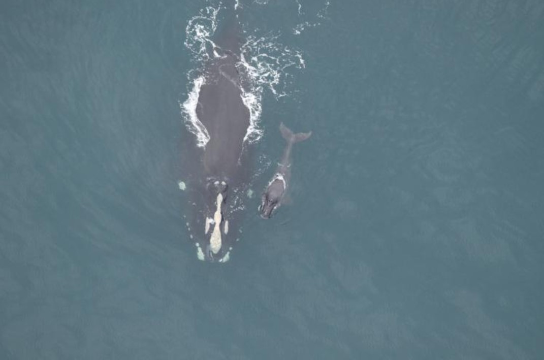 North Atlantic Right Whale Calf Presumed Dead; Fourth Calf of 2024 Calving Season To Be Missing