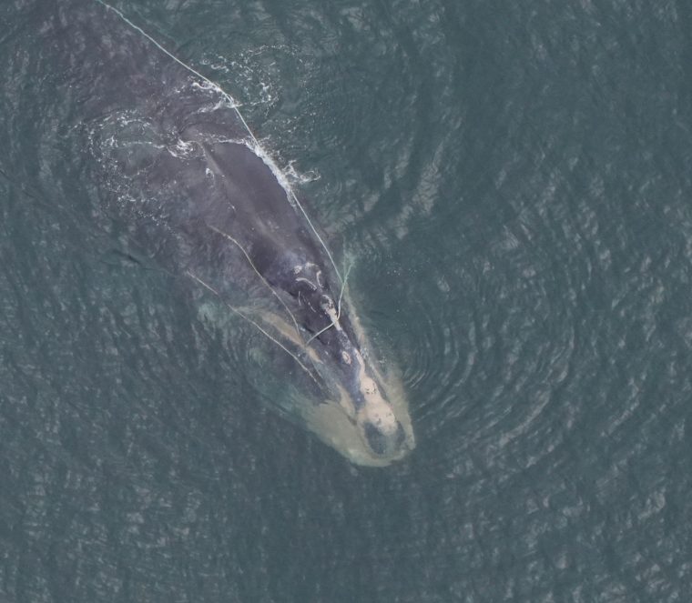 Previously Entangled North Atlantic Right Whale Spotted Off Massachusetts Coast With New Gear