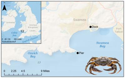 Study: European Shore Crab Disease Poses Threat to Shellfish Stocks