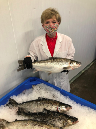 Harvesting of AquaBounty’s Genetically Engineered Atlantic Salmon Officially Underway