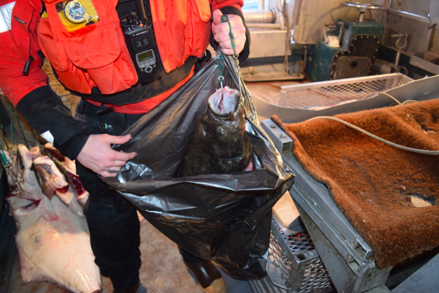 Coast Guard Nabs Cod Boat With Eight Halibut Aboard