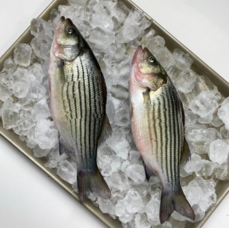 Vertical Farming Company Upward Farms Announces Launch of Hybrid Striped Bass