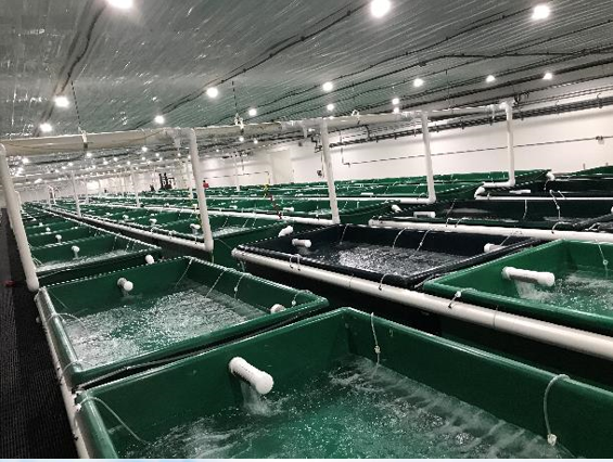 NaturalShrimp Starts Shrimp Stocking at Iowa Facility