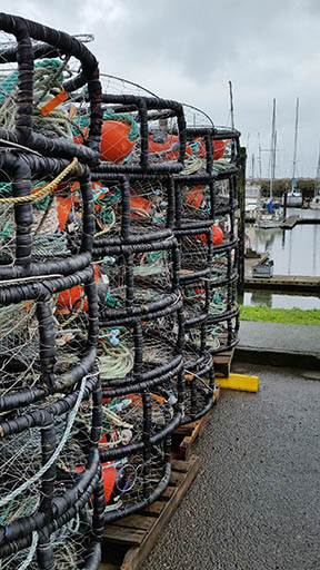 Oregon, Washington Making Crab Fishery Changes to Minimize Entanglements