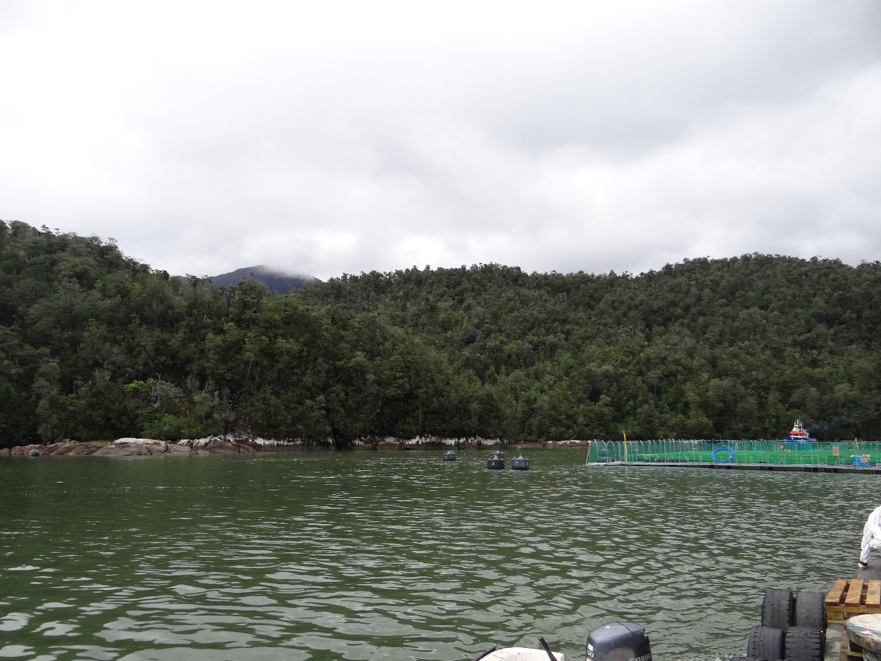 Chile’s Environmental Agency Forces Cooke to Shutter Salmon Farms Over Production, Permit Infraction