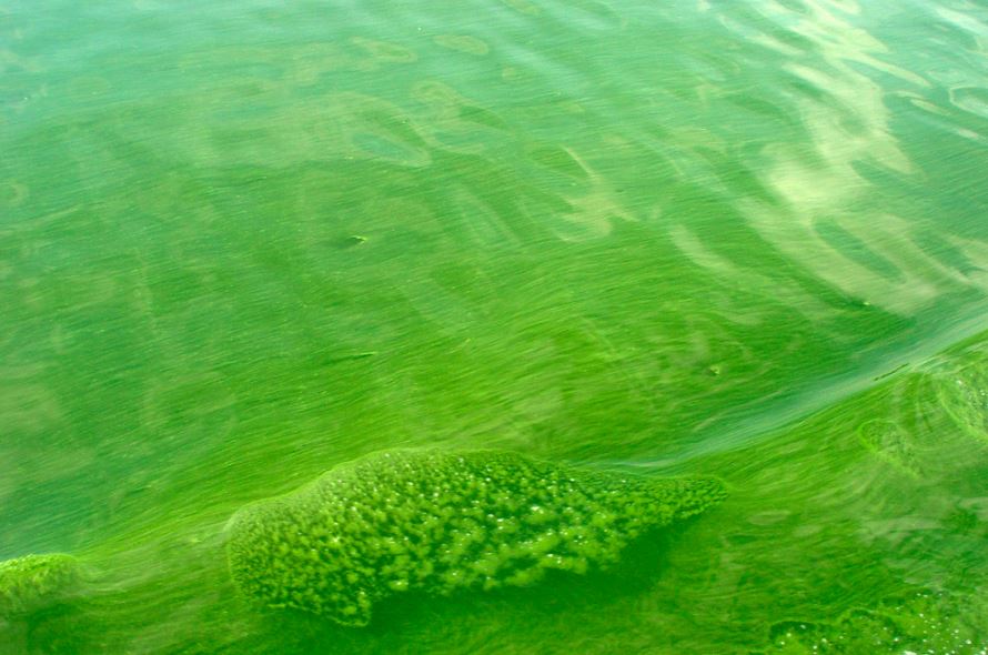 Grieg Seafood Reports Mortality At 2 BC Locations Due to Harmful Algal Blooms