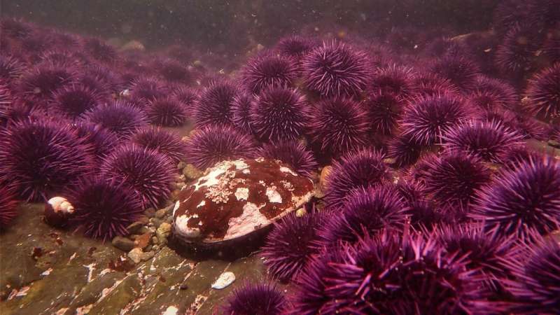 IUCN: Abalones Make the Red List of Threatened Species