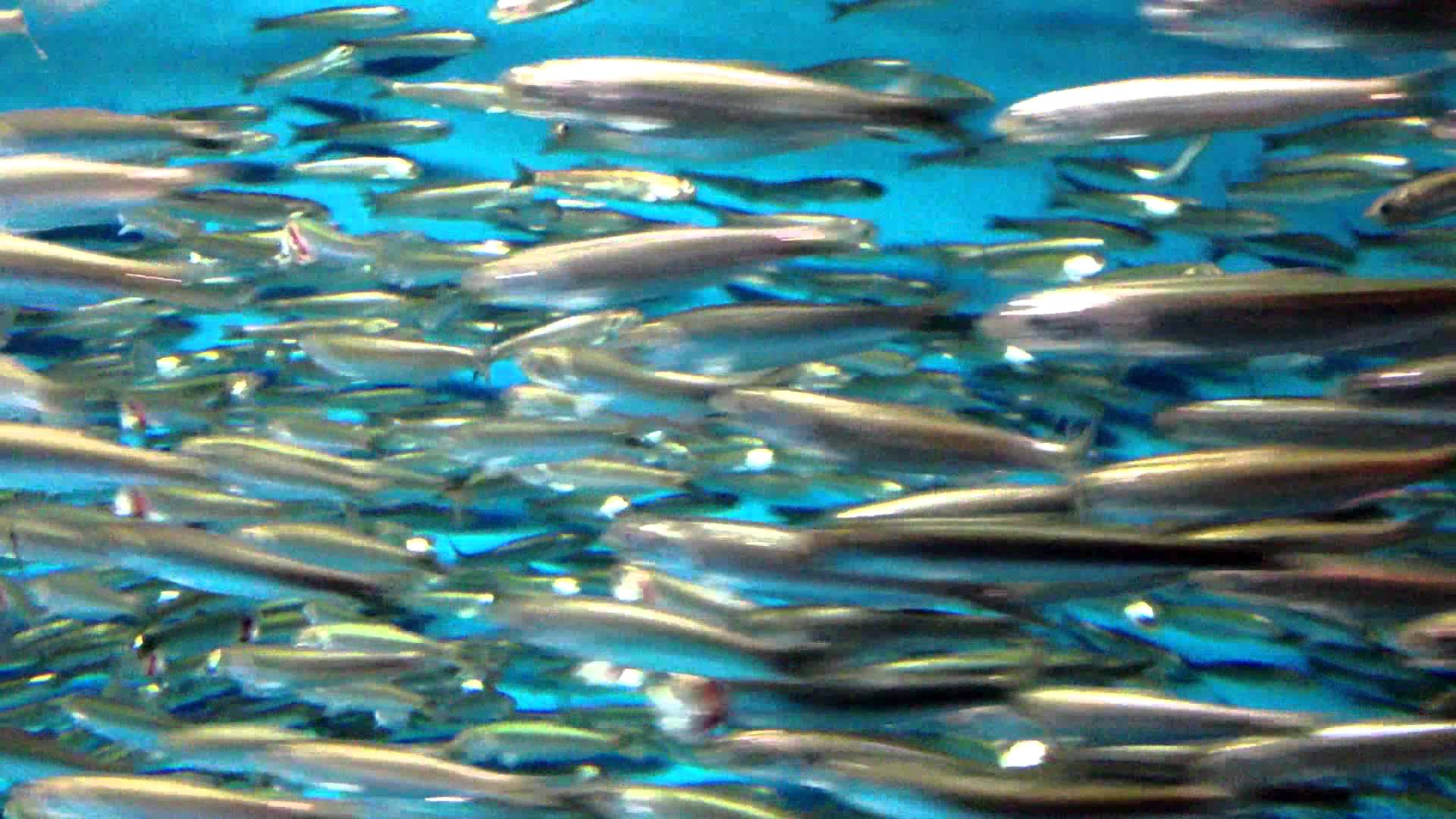 Court Confirms Decision Rejecting Catch Limit for California Anchovy Fishery