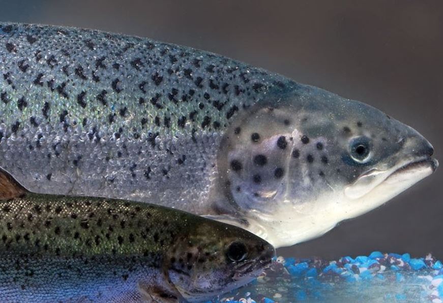 Government Spending Bill Features Rider That Would Label GE Salmon; AquaBounty Responds