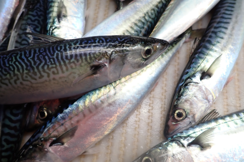 Atlantic Mackerel’s Shifting Migration Brings Opportunity, Uncertainty