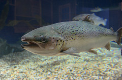 Non-Native Genes Create More Trouble for Endangered Atlantic Salmon