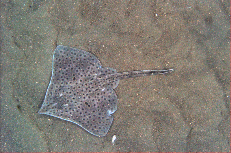 Barndoor Skate Now Sustainable Seafood Choice After Years of Prohibited Fishing