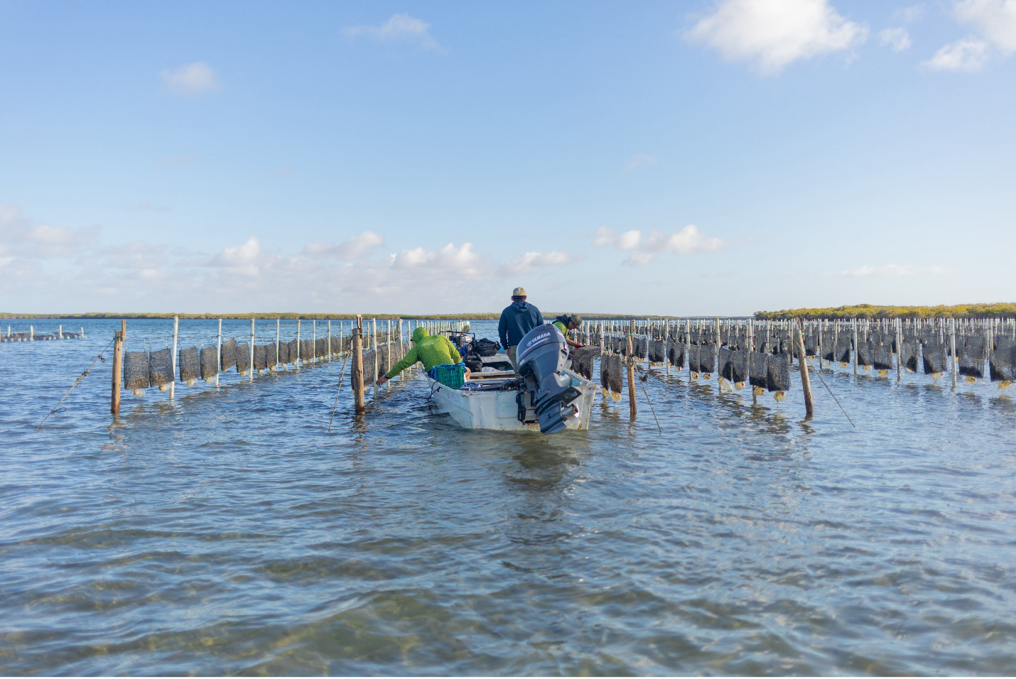 Bendito Mar Becomes First Mexican Farm to Join ASC Improver Program