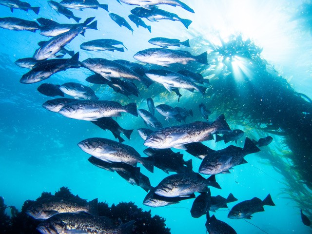 Fishermen Are Respecting Most Channel Islands MPA Boundaries, Oregon State University Analysis Shows