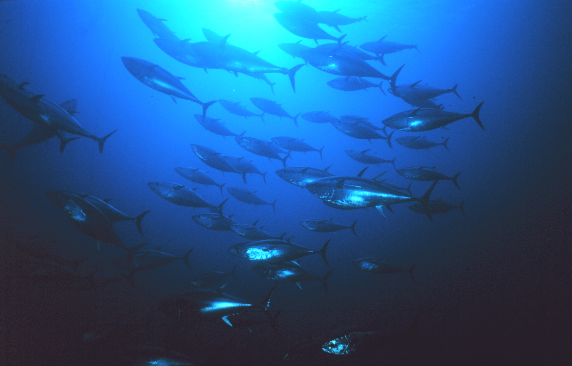 Full MSC Certification Will Give Papua New Guinea a Better Deal on Tuna