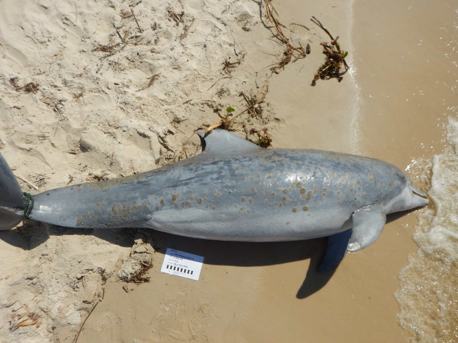 Alarmingly High Bottlenose Dolphin Deaths in Gulf of Mexico Trigger Another UME Declaration