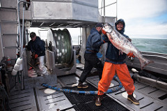Global Warming Impacts Alaska’s Salmon, Crab, and Cod; CAP Recommends Policy Changes