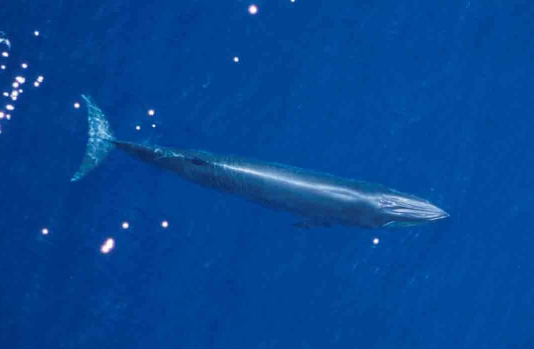NOAA Lists Newly Discovered Gulf of Mexico Bryde’s Whales as Endangered