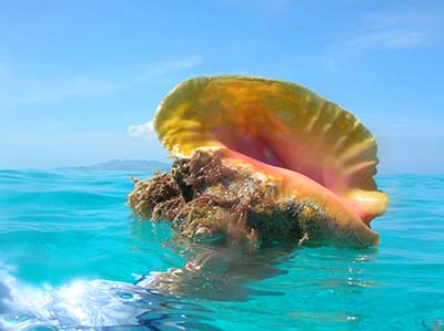 FAU Harbor Branch Receives Grant from Chef José Andrés’ Queen Conch Aquaculture Fund