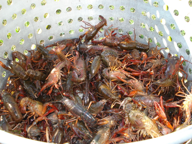 High Crawfish Prices in China Have Consumers Complaining About Costs, Restaurants About Margin