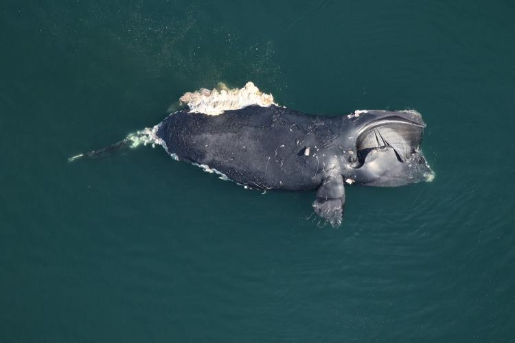 Another North Atlantic Right Whale Found Dead; NOAA Records 5th UME For ...