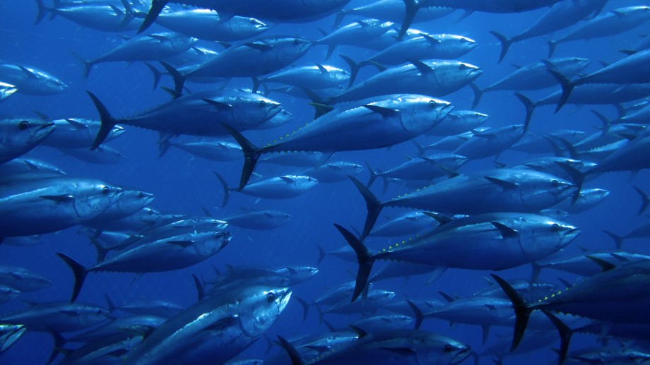 Raising Standards in Tuna Supply Chains: Walmart and Sam’s Club Announce Enhanced Seafood Policy