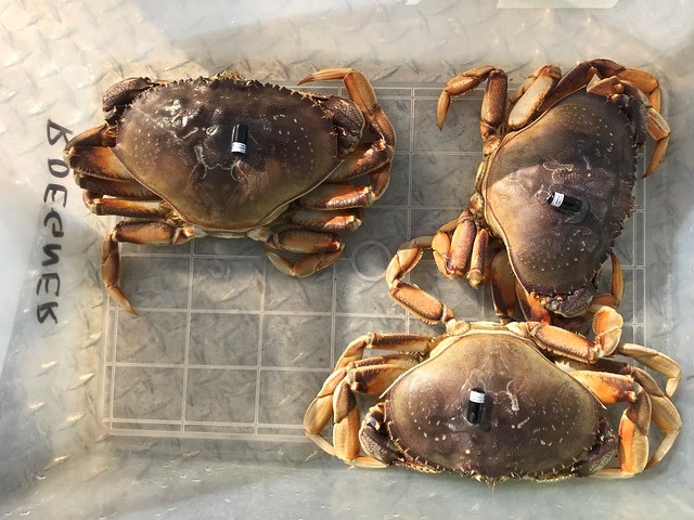Acoustic Tags Reveal Dungeness Crab Ranges; Research May Inform Management, Offshore Energy Siting