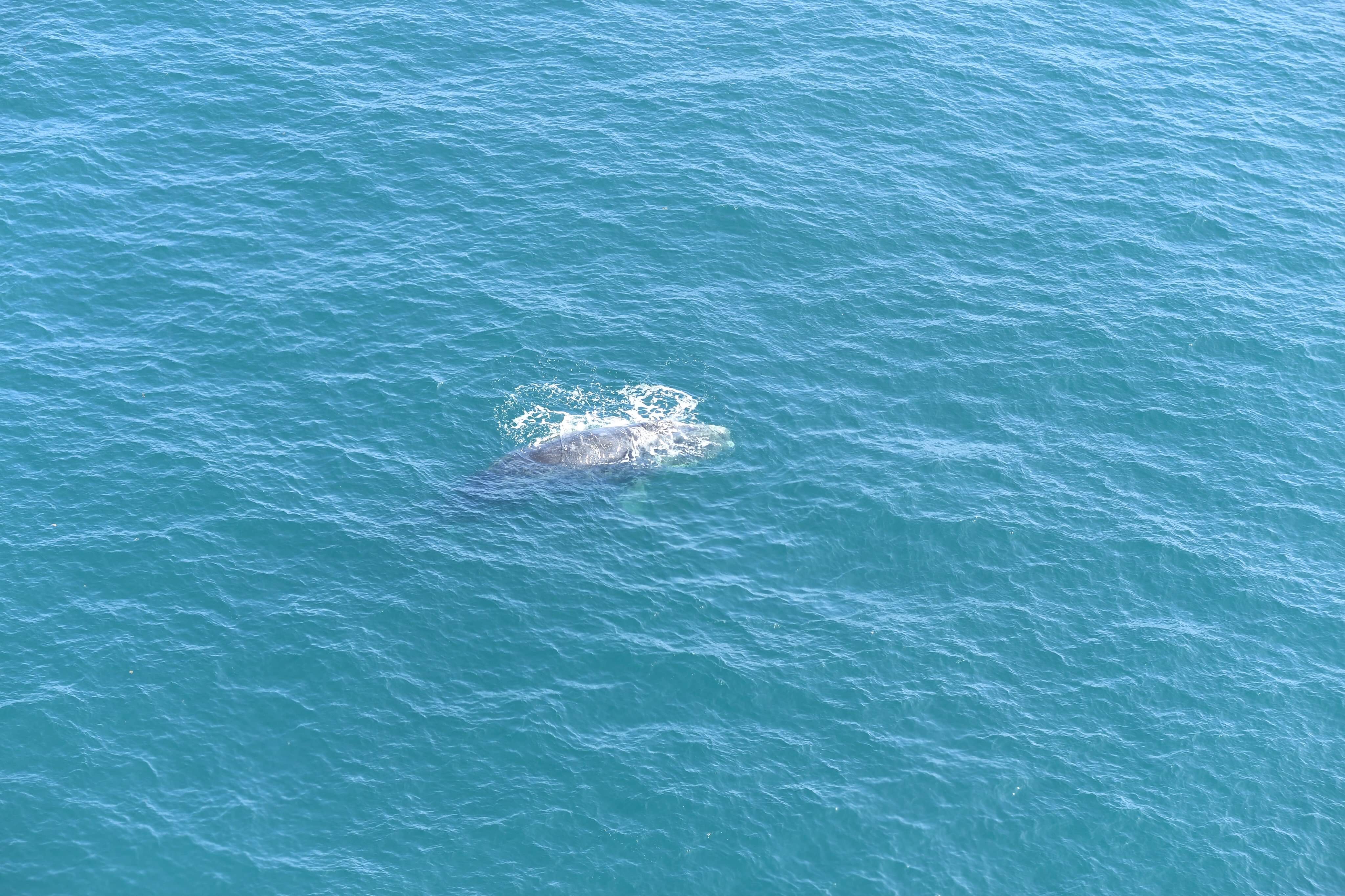 DFO Confirms Another Right Whale Entanglement Northeast of Magdalen Islands