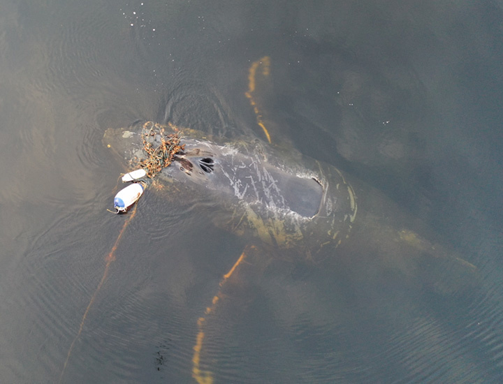 Entangled Humpback Whale Rescued Off Alaska Coast Ahead of Thanksgiving