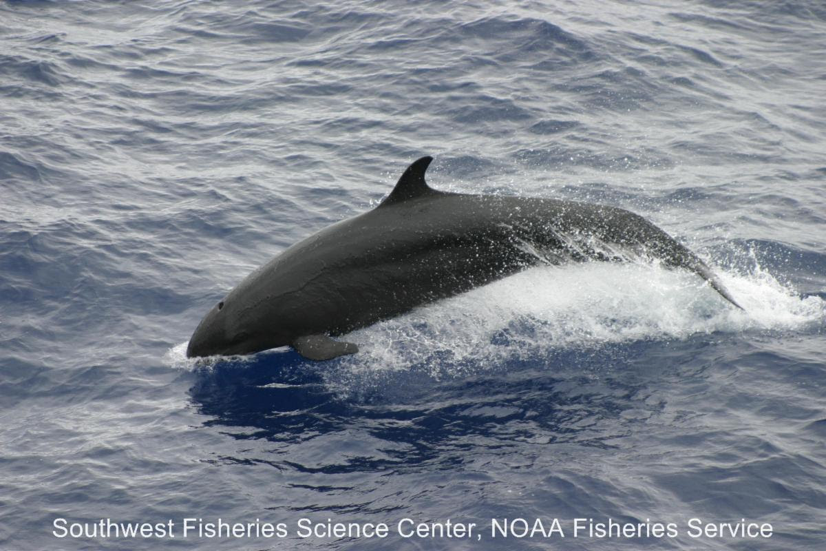 Scientists Say NMFS Study Determined to be Inconclusive in Western Pacific Longline Fishery