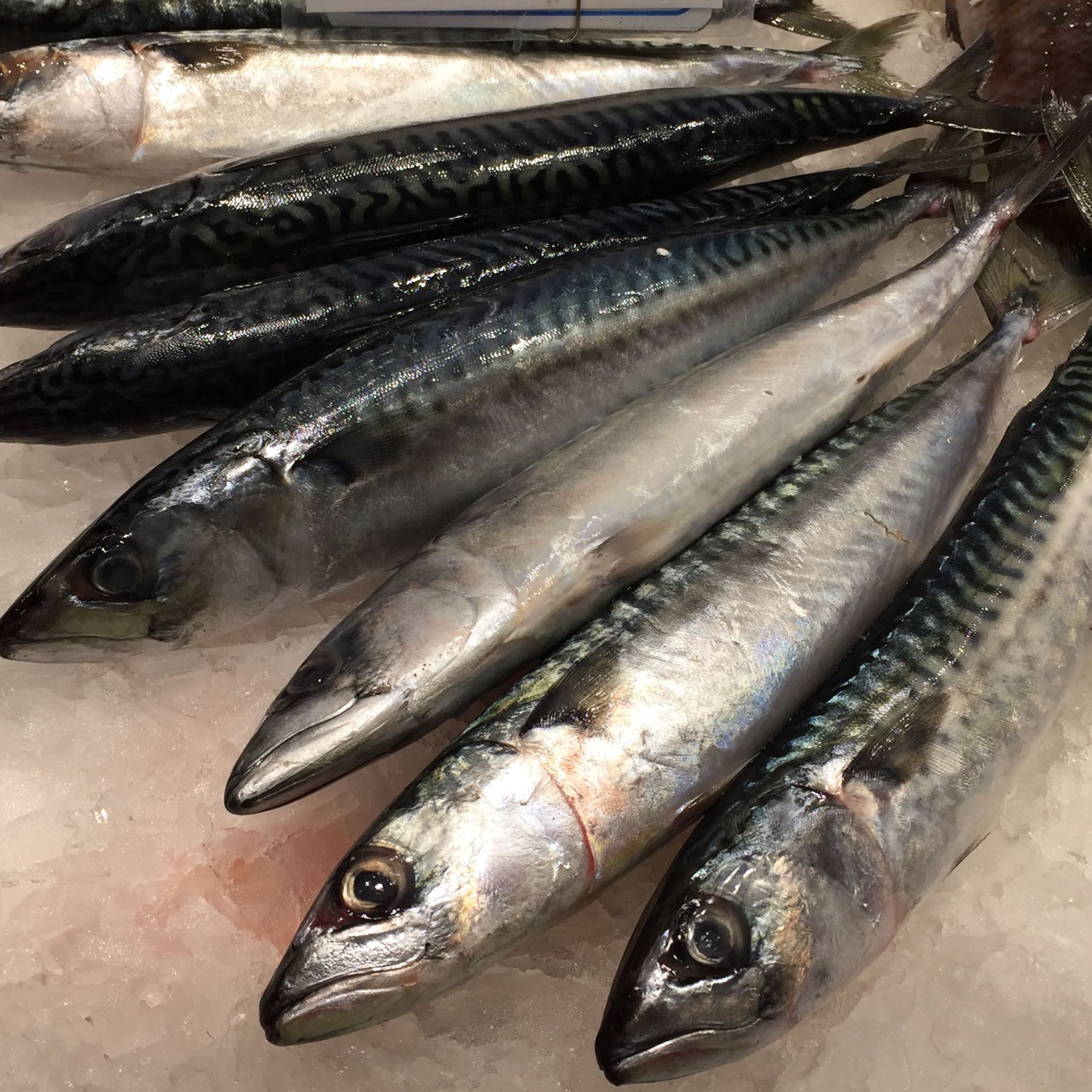 EU Investigating IUU Mackerel Fishing Again in Ireland