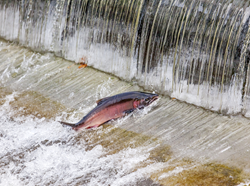 Duke’s Seafood Launches Foundation Aiming to Help Wild Salmon in the Puget Sound