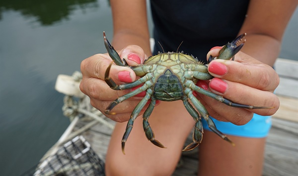 Non-Profit Gets Award to Investigate a Commercial Green Crab industry in New England