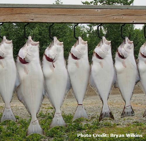 B.C. Fishing Resort Fined $47,500 For Illegal Oversized Halibut