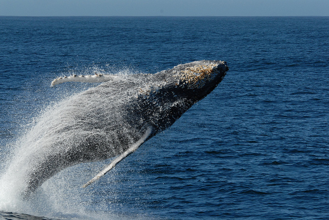 NMFS, ENGOs Agree to Deadlines for Humpback Whale Habitat Designations off West Coast