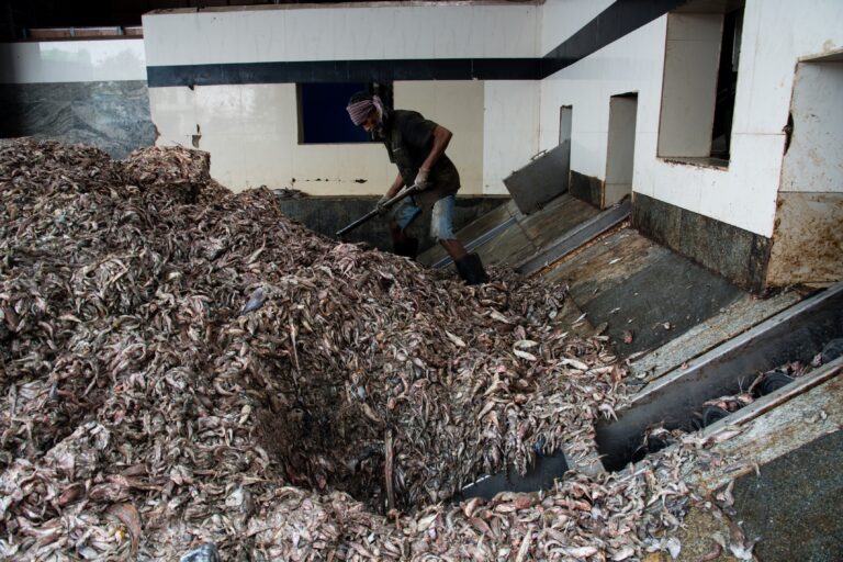 New Study Maps the Fishmeal Factories That Supply the World’s Fish Farms