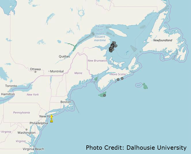 Interactive Map Provides Real-Time Whale Detection to Aid in Protection of Right Whales