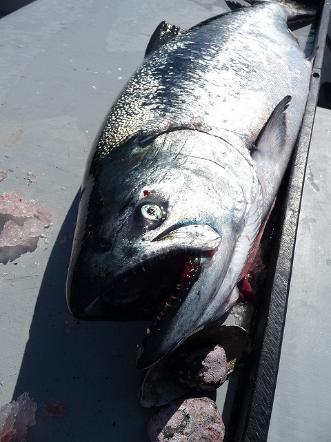 Bycatch of King Salmon Called “Relatively Low” by Fish Managers