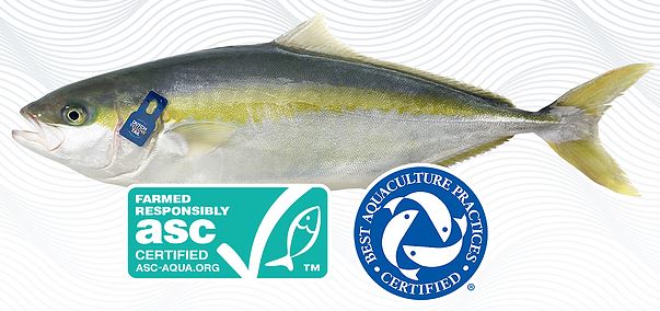 Kingfish Zeeland Becomes First Dutch Farm to Receive ASC Certification