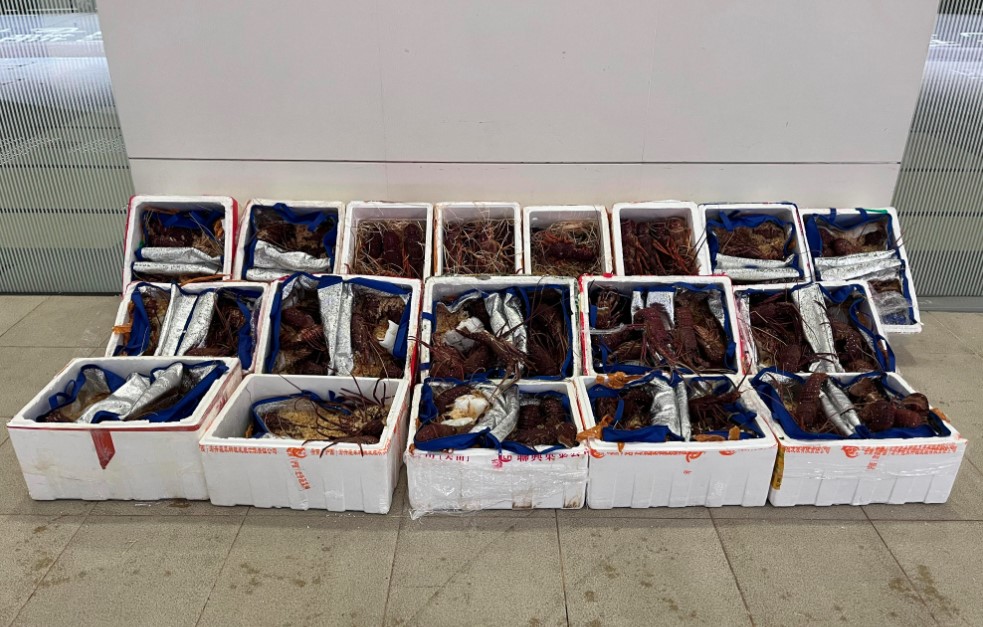 PHOTOS: Suspected Smuggled Live Lobsters Seized By Hong Kong Customs Agents
