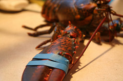 Gray Market for U.S. Lobsters Bound for China but Sold Through Canada Worries Fishermen