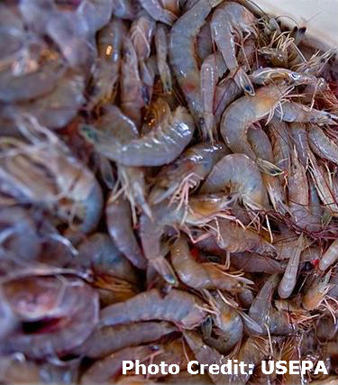 Louisiana Sen. John Kennedy Vows to Help Shrimpers by Requiring More Inspections on Imported Seafood