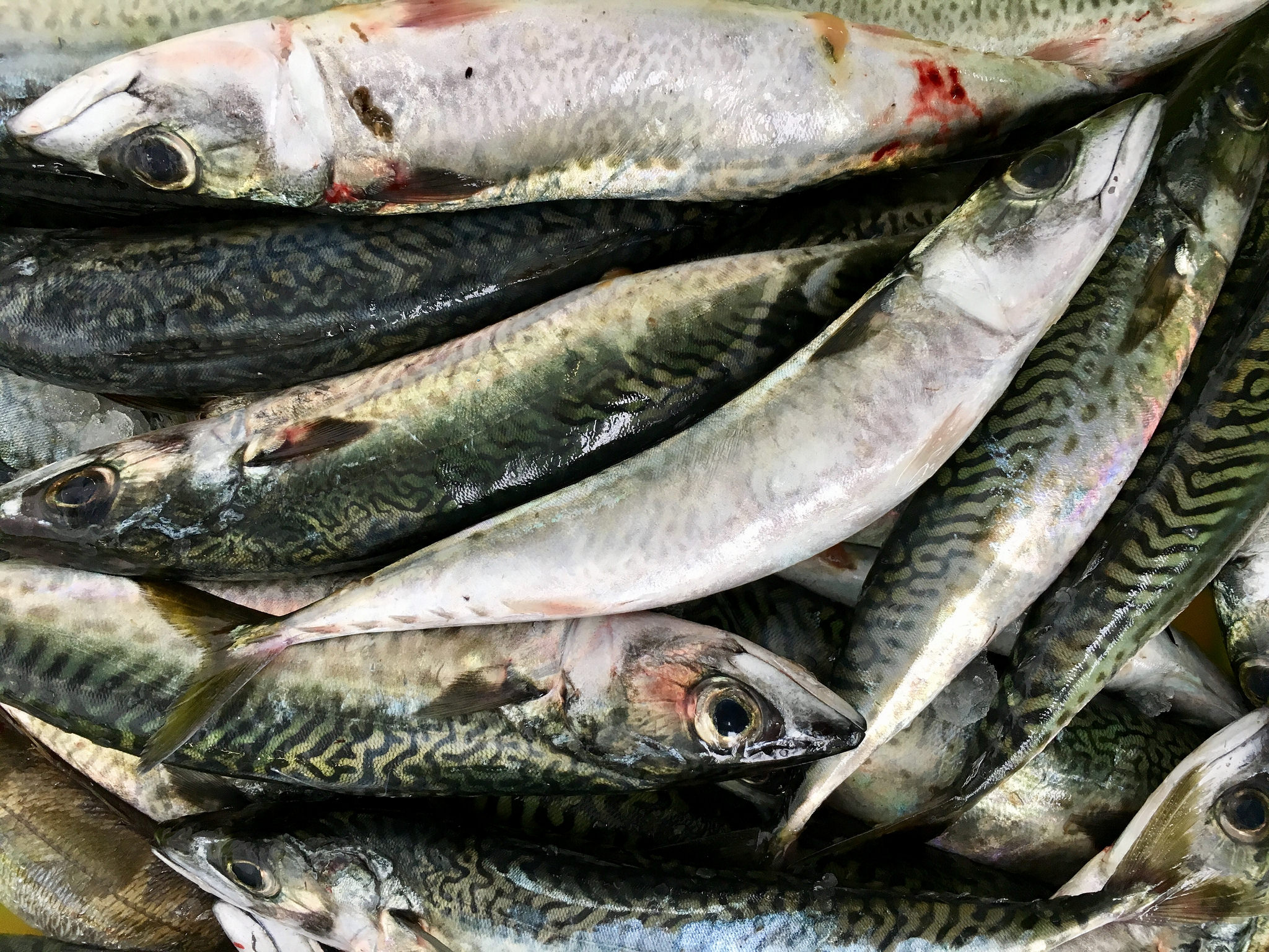 FFAW Calls on DFO to Re-open Mackerel Fishery, Says Biomass Estimates of Low Abundance are Wrong