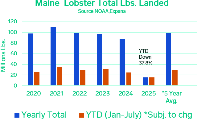 ANALYSIS: Live Lobster Market Outlook, Navigating Supply Constraints and Demand Uncertainty