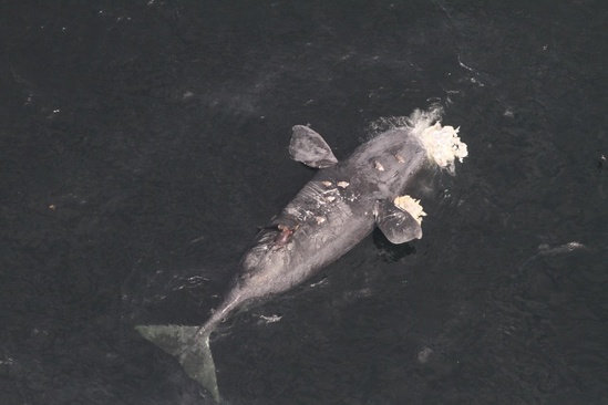 DFO Confirms Death of 2 More North Atlantic Right Whales in Gulf of St. Lawrence